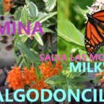 Cuándo y cómo sembrar algodoncillo para un jardín lleno de mariposas