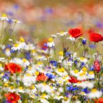 Cuándo y cómo sembrar semillas de flores silvestres en el jardín