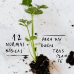 Cuándo y cómo trasplantar plántulas de manera segura
