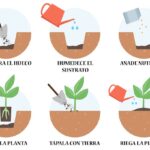 Cuándo y cómo trasplantar tus plantas de interior