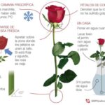 ¿Cuánta Agua Requieren las Rosas para Florecer?