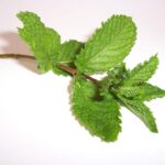 ¿Cuánta Luz Solar Requiere la Menta para Crecer?