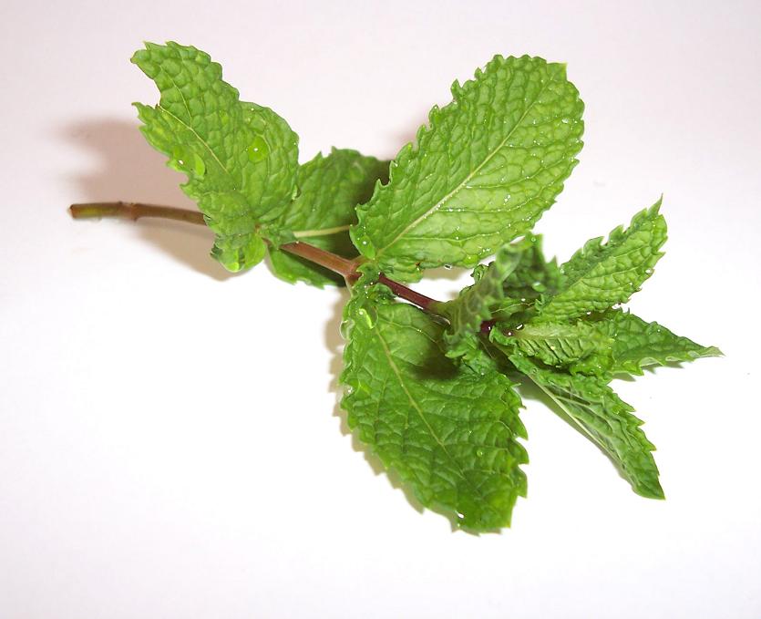 ¿Cuánta Luz Solar Requiere la Menta para Crecer?