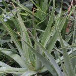 ¿Cuánta Luz Solar Requiere la Planta de Aloe Vera?