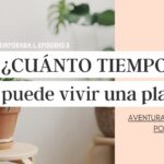 ¿Cuánto tiempo pueden vivir las plantas en su maceta original?