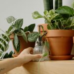 ¿Cuánto tiempo sobrevive un pothos sin riego?