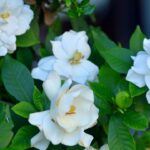 Cuánto y cuándo regar tus gardenias: Guía esencial