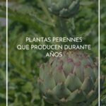 ¿Cuántos años viven las plantas perennes? Duración promedio