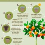 Cuida tu mandarino y aprende a cultivarlo en casa
