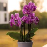 Cuida tus orquídeas después de la floración: 11 consejos esenciales