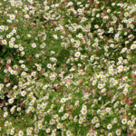 Cuidado del Erigeron Karvinskianus: Cultiva Margarita Mexicana