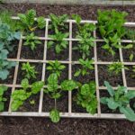 Cultiva 21 Hortalizas en Invierno: Guía de Siembra Exitosa