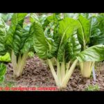 Cultiva Acelgas: Un Pilar Gastronómico del Sur
