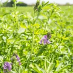 Cultiva Alfalfa: Fuente de Forraje o Energía para tu Jardín