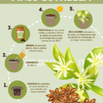 Cultiva Anís: Cómo Tener Tu Propio Anís en Casa
