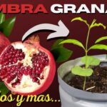 Cultiva árboles de granada en macetas y contenedores fácilmente
