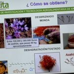 Cultiva Azafrán: La Especia Más Valiosa del Mundo