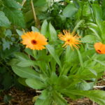 Cultiva caléndulas desde semilla en solo 7 sencillos pasos