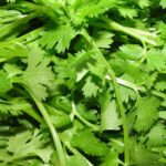 Cultiva Cilantro y Coriandro en tu Jardín de Hierbas