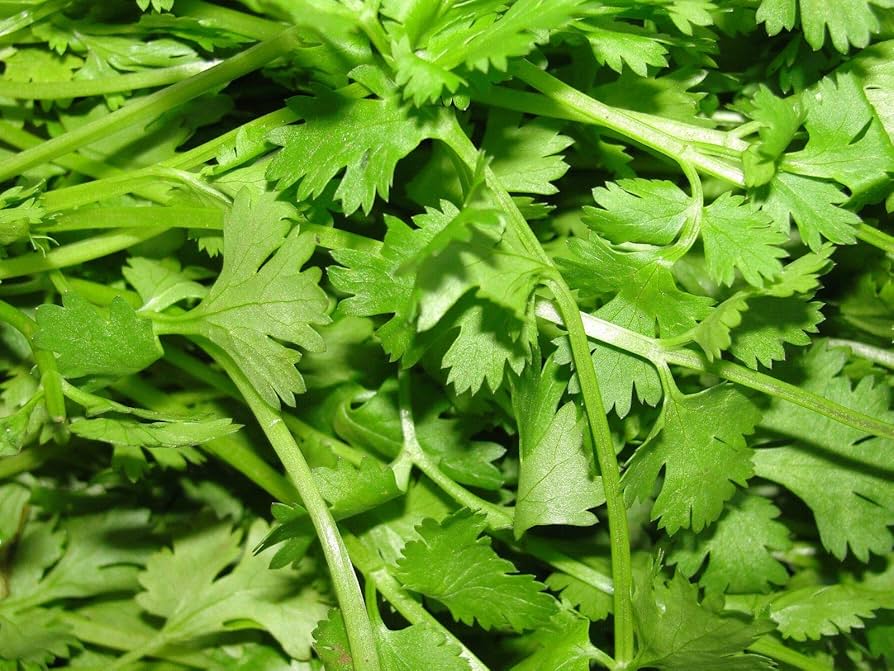 Cultiva Cilantro y Coriandro en tu Jardín de Hierbas