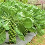 Cultiva Coles de Bruselas en Camas Elevadas de Forma Eficiente