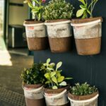 Cultiva con Éxito Caléndulas en Macetas o Contenedores