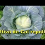 Cultiva con éxito col Napa en tus huertos elevados