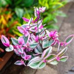 Cultiva con éxito la planta judía en exteriores