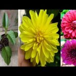 Cultiva dalias a partir de esquejes en 7 sencillos pasos
