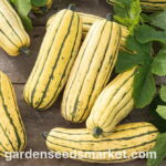 Cultiva Delicata Squash para un Sabor Otoñal Inigualable