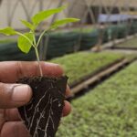 Cultiva desde Semillas sin Gastar de Más: 7 Consejos Expertos