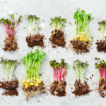 Cultiva estos 13 microgreens saludables en tu cocina este año