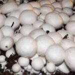 Cultiva estos 7 hongos en casa fácilmente