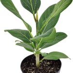 Cultiva Ficus Audrey: Guía para el Árbol Banyan en Casa