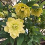 Cultiva Flores de Helleborus desde Semillas: Guía Completa