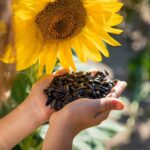 Cultiva girasoles desde semilla esta temporada