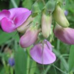 Cultiva Guisantes de Olor Espectaculares en Otoño
