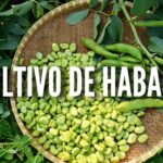 Cultiva Habas de Lima con Perfección