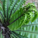 Cultiva Helechos de Nido de Ave: Guía de Especies Asplenium
