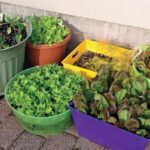 Cultiva Hongos en Cubetas y Contenedores: Guía Completa