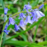 Cultiva jacintos: guía de plantación crecimiento y cuidado de Hyacinthoides Non-scripta