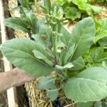 Cultiva Kai-lan: Delicia de Brócoli Chino