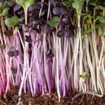 Cultiva Kale en Microgreens con Estos Sencillos 5 Pasos