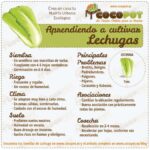 Cultiva lechuga deliciosa desde semilla fácilmente