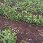 Cultiva microbrotes de arveja siguiendo 6 pasos sencillos