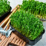 Cultiva Microgreens de Acedera con Estos 5 Sencillos Pasos