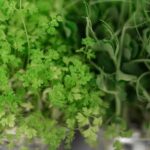 Cultiva microgreens de capuchina fácilmente en 6 pasos sencillos