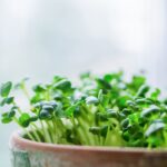 Cultiva Microgreens de Cebolla en 5 Sencillos Pasos