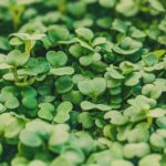 Cultiva Microgreens de Coliflor en 5 Sencillos Pasos