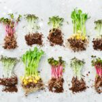 Cultiva Microgreens de Melisa en 5 Sencillos Pasos